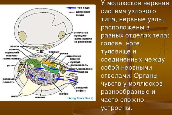 Какая ссылка у кракена